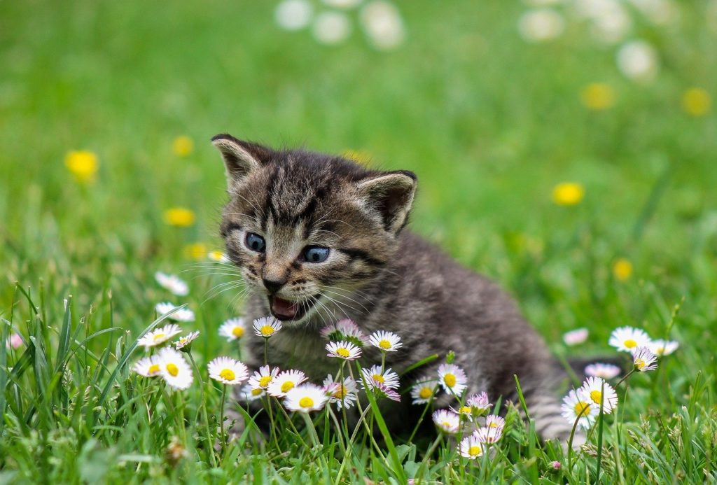 Santé animale : prendre soin de son chien / son chat